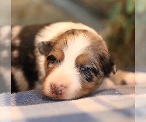 Australian Shepherd Puppy for sale in WESTFIELD, MA, USA