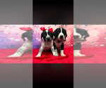 Small #1 Mutt