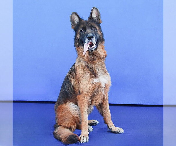 Medium Photo #2 German Shepherd Dog Puppy For Sale in Pasadena, CA, USA