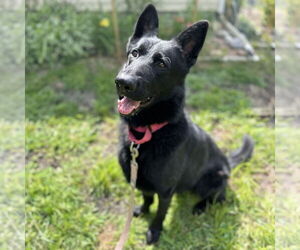 German Shepherd Dog Dogs for adoption in Techny, IL, USA