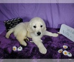 Small Photo #51 English Cream Golden Retriever Puppy For Sale in PEYTON, CO, USA