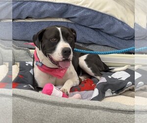 Boxer-Pointer Mix Dogs for adoption in McCormick, SC, USA