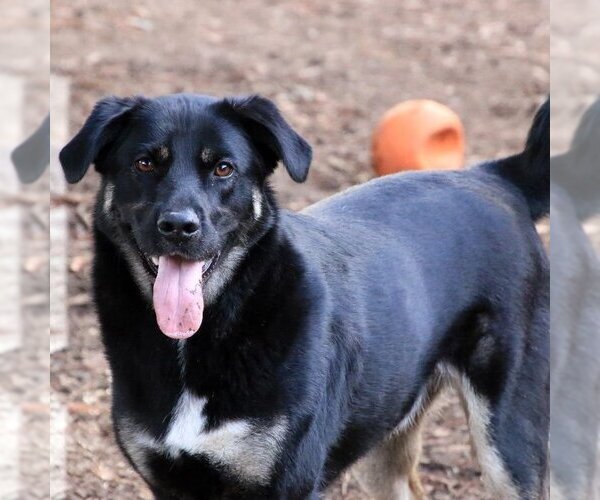 Medium Photo #2 Australian Shepherd-German Shepherd Dog Mix Puppy For Sale in Sequim, WA, USA