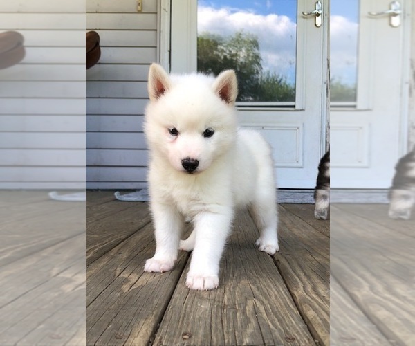 Medium Photo #1 Pomsky Puppy For Sale in SAVOY, MA, USA