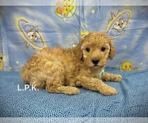 Poodle (Toy) Puppy for sale in WINNSBORO, LA, USA