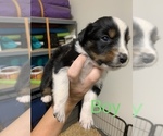 Small Photo #6 Australian Shepherd Puppy For Sale in WHITLEY CITY, KY, USA
