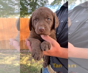 Medium Chesapeake Bay Retriever