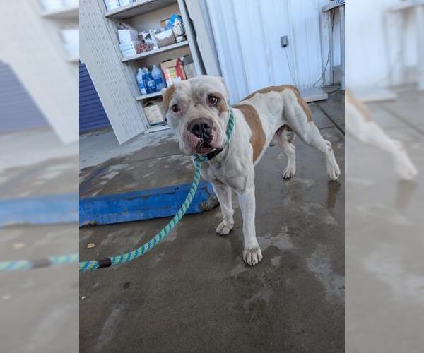 Medium Photo #1 Mutt Puppy For Sale in Bakersfield, CA, USA