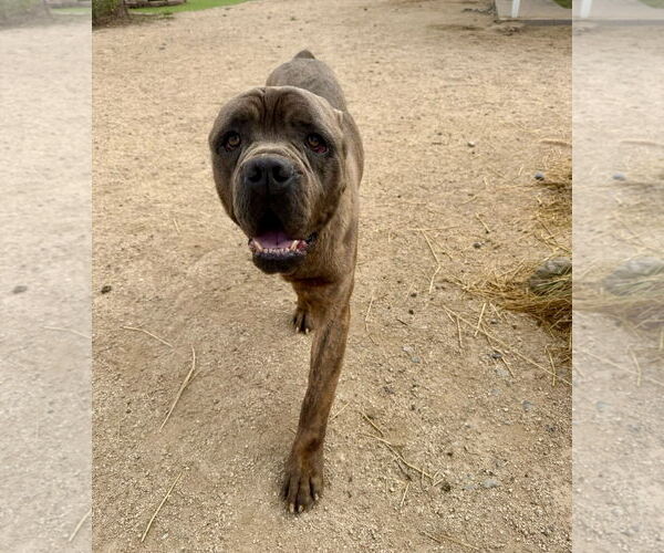 Medium Photo #3 Mutt Puppy For Sale in Goodyear, AZ, USA