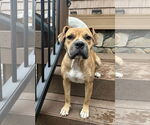 Small #1 Boxer Mix