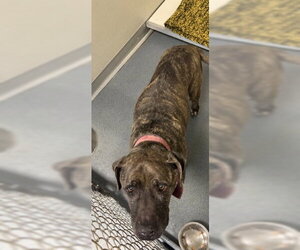 Mutt Dogs for adoption in Glen Allen, VA, USA