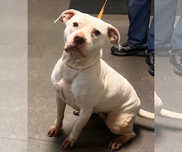 Medium Photo #2 American Pit Bull Terrier-American Staffordshire Terrier Mix Puppy For Sale in Rockaway, NJ, USA