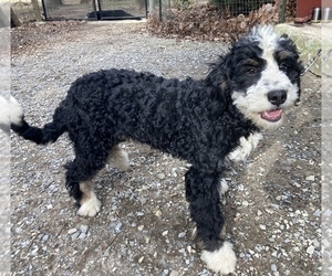 Bernedoodle Puppy for sale in WEST GROVE, PA, USA