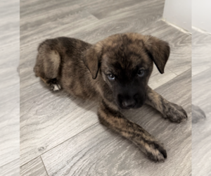 Spumoni - Male Mutt Dog for Adoption - Photo #2