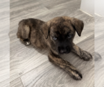 Small Photo #2 Mutt Puppy For Sale in Brooklyn, NY, USA
