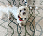Small #5 Maltese