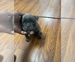 Puppy Puppy 1 American Bully