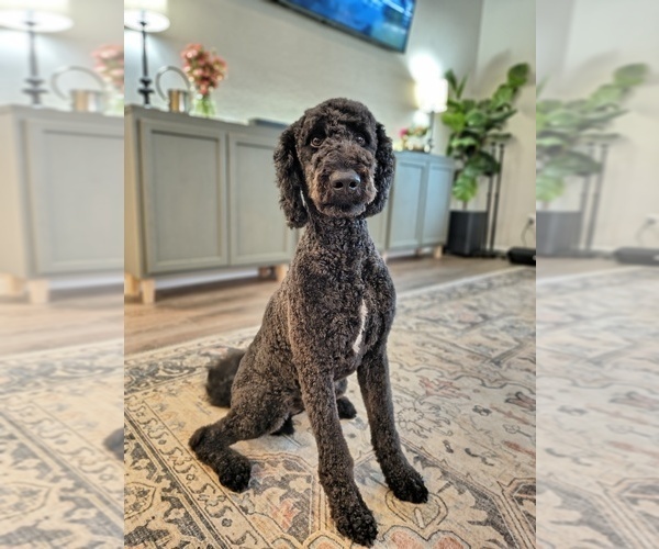 Medium Photo #1 Goldendoodle Puppy For Sale in CONROE, TX, USA