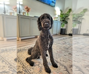 Father of the Goldendoodle puppies born on 03/25/2026