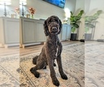 Small Photo #1 Goldendoodle Puppy For Sale in CONROE, TX, USA