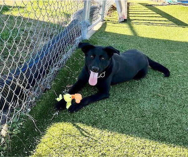 Medium Photo #2 Mutt Puppy For Sale in columbia, SC, USA