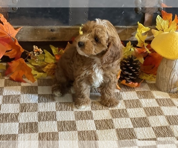 Medium Photo #5 Cavapoo (Miniature) Puppy For Sale in FULTON, KS, USA