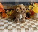 Max - Male Cavapoo (Miniature) Puppy for Sale - Photo #5
