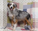 Small #8 Miniature Australian Shepherd