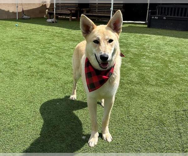 Medium Photo #4 German Shepherd Dog-Unknown Mix Puppy For Sale in Orange, CA, USA