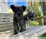 Small Photo #4 Schnauzer (Miniature) Puppy For Sale in HOLLYWOOD, FL, USA