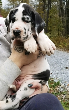 Medium Photo #2 Great Dane Puppy For Sale in DYSART, PA, USA