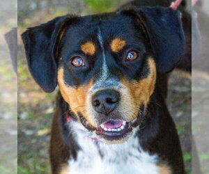 Roy - Male Mutt Dog for Adoption - Photo #8