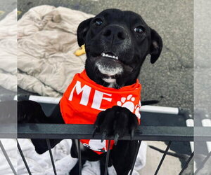 Mutt Dogs for adoption in El Centro, CA, USA