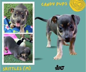 Mutt Dogs for adoption in Lindsay, CA, USA