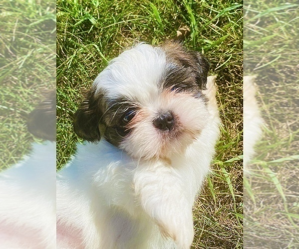 Medium Photo #2 Shih Tzu Puppy For Sale in WHITE PLAINS, MD, USA