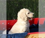 Small Photo #16 Poodle (Standard) Puppy For Sale in LAKE CITY, FL, USA