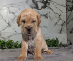 Small Photo #38 Cocker-Pei Puppy For Sale in GOSHEN, IN, USA