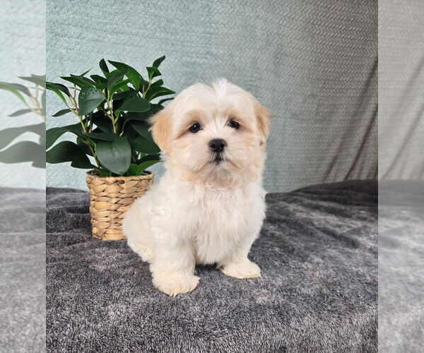 Medium Photo #3 Mal-Shi Puppy For Sale in INDIANAPOLIS, IN, USA