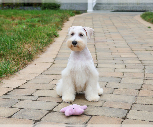 Medium Photo #5 Schnauzer (Miniature) Puppy For Sale in SYRACUSE, IN, USA