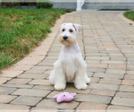 Small #4 Schnauzer (Miniature)