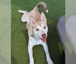 Small #1 Siberian Husky Mix