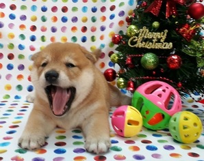 Shiba Inu Puppy for sale in LOS ANGELES, CA, USA