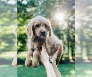 Labrador Retriever-Poodle (Toy) Mix Puppy for sale in STEVENS, PA, USA