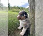 Small #4 Australian Shepherd