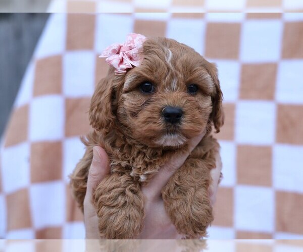 Medium Photo #2 Cavapoo (Miniature) Puppy For Sale in LIBERTY, KY, USA