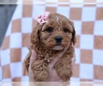 Small #1 Cavapoo (Miniature)