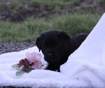 Small Photo #10 Labrador Retriever Puppy For Sale in HYDE PARK, VT, USA