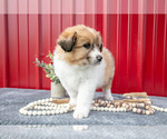 Small Photo #16 Australian Shepherd Puppy For Sale in GREENFIELD, OH, USA