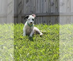 Small #1 American Staffordshire Terrier Mix