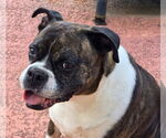 Small #1 Boxer